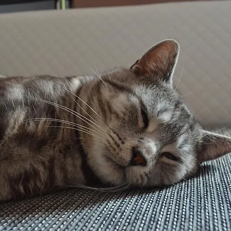 Luzik Apartament Krynica-Zdrój